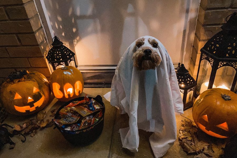 dog wearing halloween costume